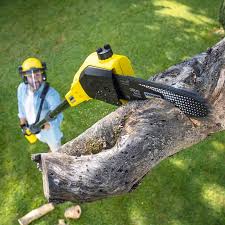  Elk Grove, CA Tree Removal and Landscaping Services Pros